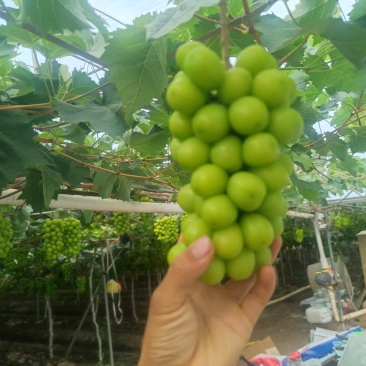 阳光玫瑰货量充足。欢迎电商果汁厂老板来对接