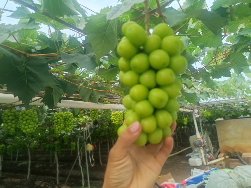 阳光玫瑰货量充足。欢迎电商果汁厂老板来对接