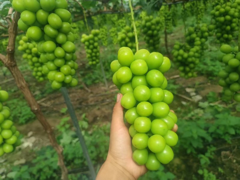 阳光玫瑰货量充足。欢迎电商果汁厂老板来对接