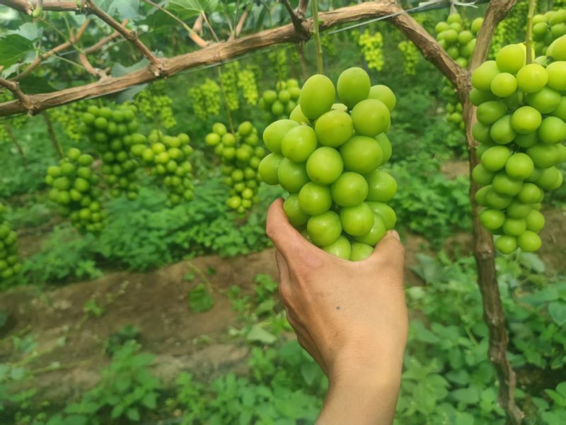 阳光玫瑰货量充足。欢迎电商果汁厂老板来对接