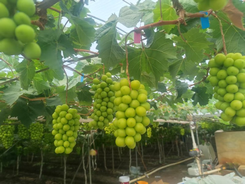 阳光玫瑰货量充足。欢迎电商果汁厂老板来对接