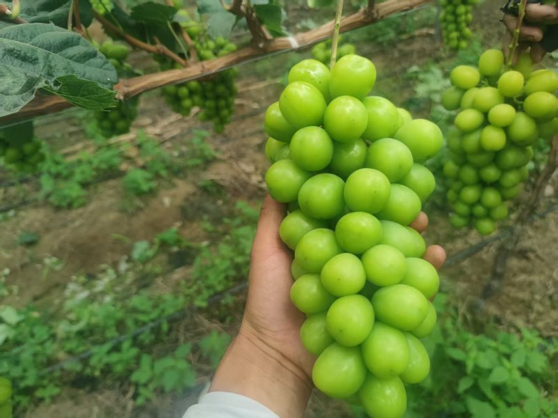 阳光玫瑰货量充足。欢迎电商果汁厂老板来对接