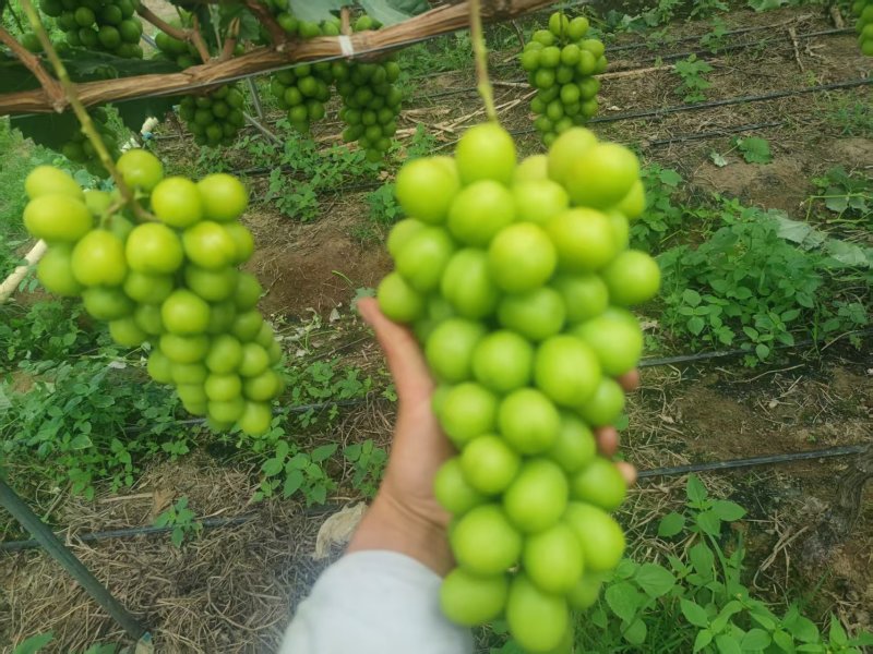 阳光玫瑰货量充足。欢迎电商果汁厂老板来对接