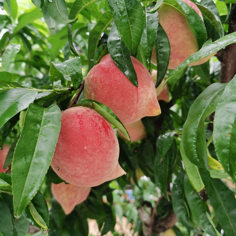 高糖度鹰嘴桃