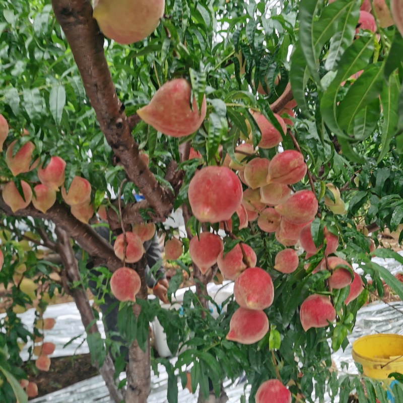 高糖度鹰嘴桃
