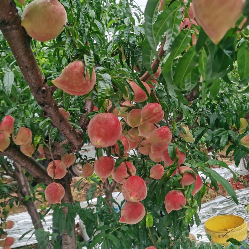 高糖度鹰嘴桃