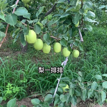 早酥