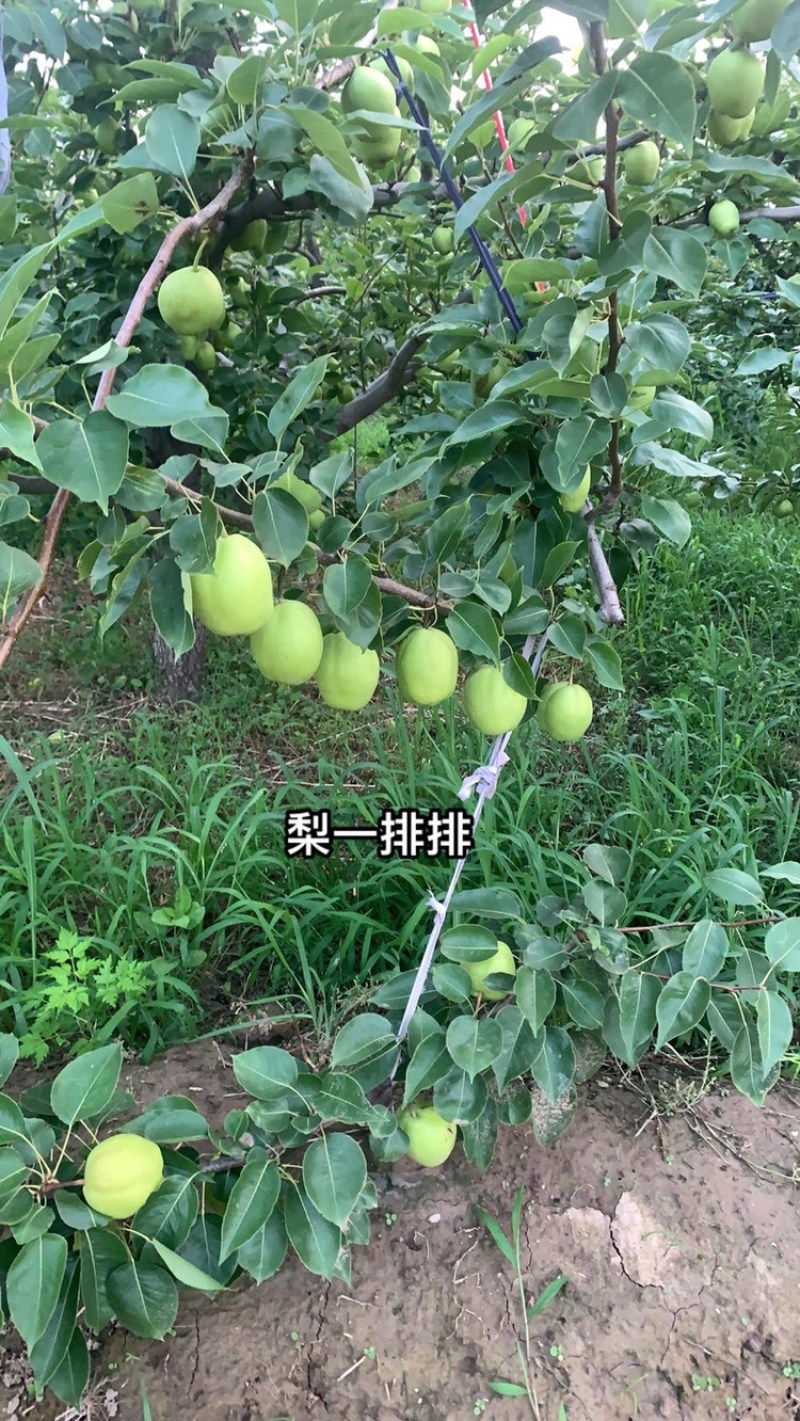 早酥