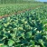【香野草莓苗】各种品种齐全，脱毒草莓苗，质量保证欢迎联系
