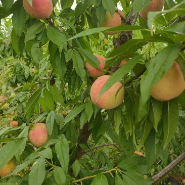 小白凤桃