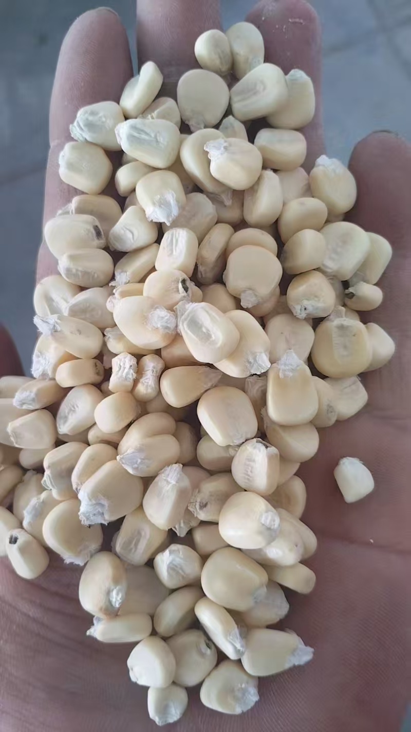 白糯玉米