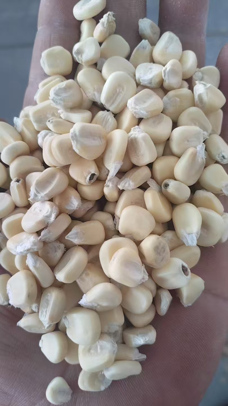 白糯玉米