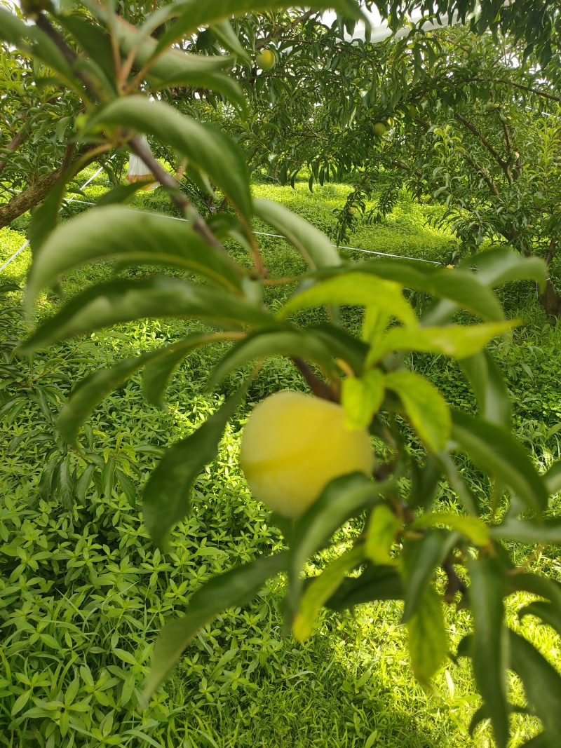 蜂糖李
