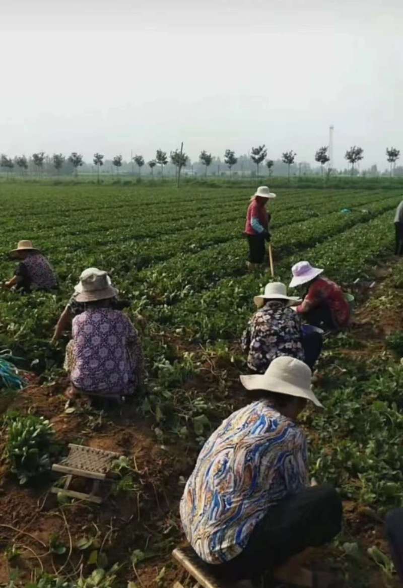 草莓苗\山东潍坊安丘二代红颜脱毒种苗大量有货\对接全国