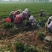 草莓苗\山东潍坊安丘二代红颜脱毒种苗大量有货\对接全国