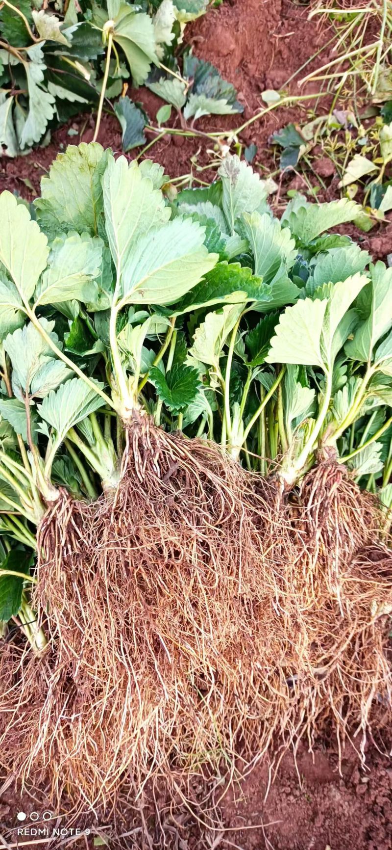 草莓苗\山东潍坊安丘二代红颜脱毒种苗大量有货\对接全国