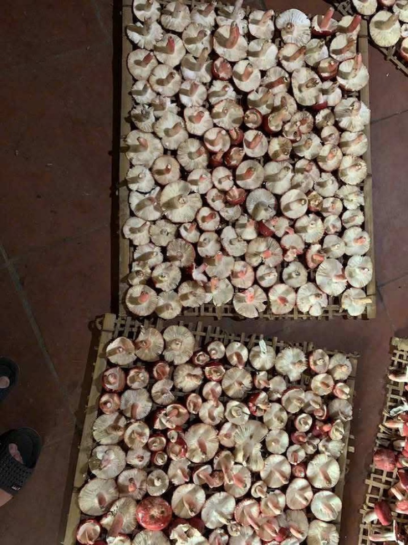 深山纯野生红菇批发精品优质野生红菇野生菌干货