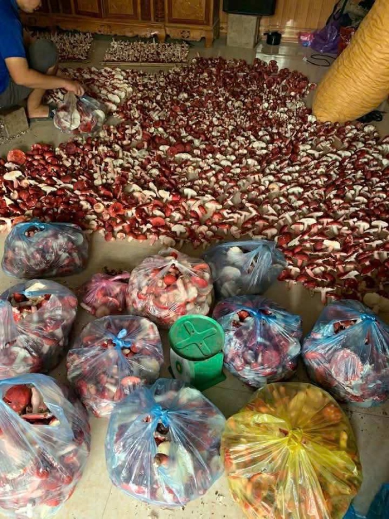 深山纯野生红菇批发精品优质野生红菇野生菌干货