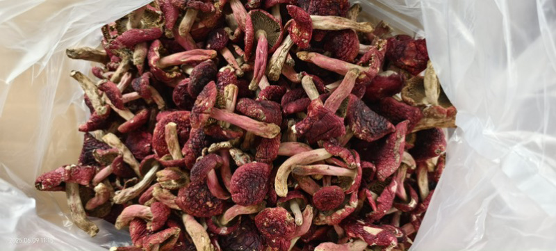 深山纯野生红菇批发精品优质野生红菇野生菌干货