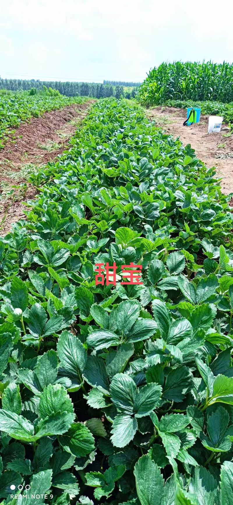 草莓苗\山东潍坊二代苗大量有货\对接全国