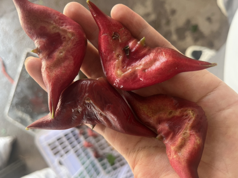 红菱角，农户自产自销。产地：湖北咸宁嘉鱼