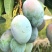 四川攀枝花凯特芒果新鲜当季孕妇水果