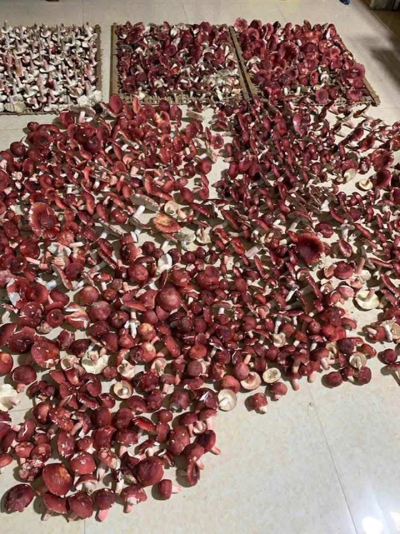 深山纯野生红菇批发精品优质野生红菇野生菌干货