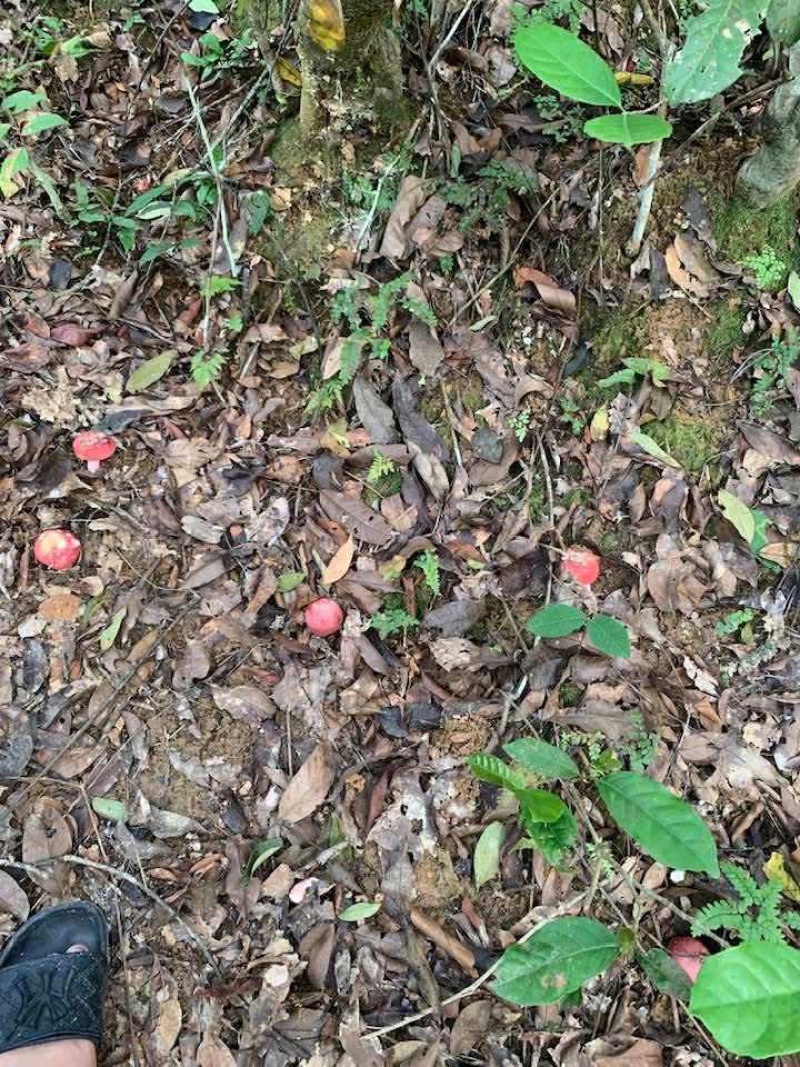 深山纯野生红菇批发精品优质野生红菇野生菌干货