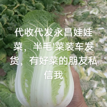 精品娃娃菜半净菜大量有，质量保证服务周到。欢迎来电。