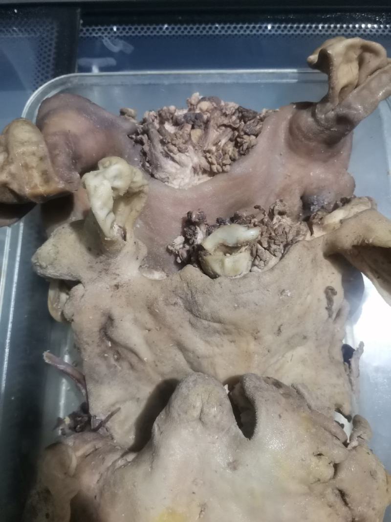 五香熟羊头新鲜肉质鲜嫩喷香喷香保证十成熟