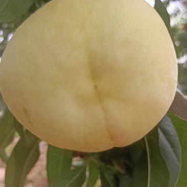 水蜜桃