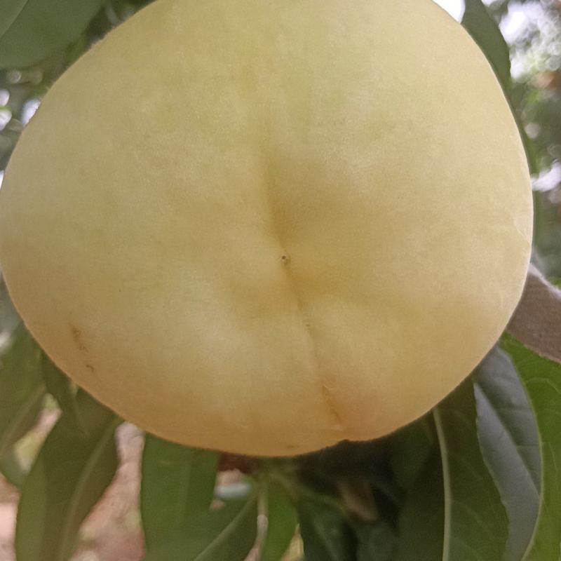 水蜜桃