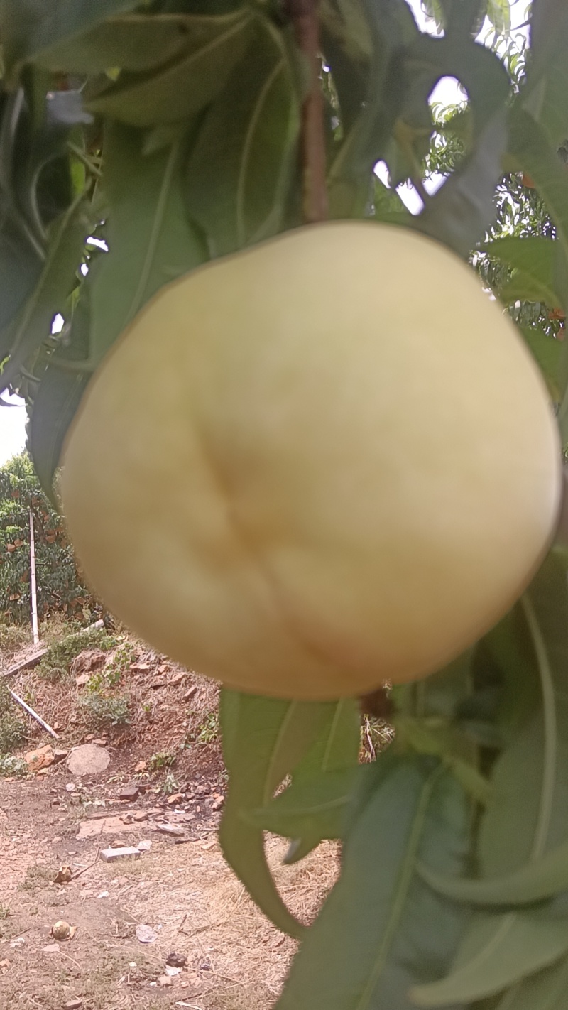 水蜜桃