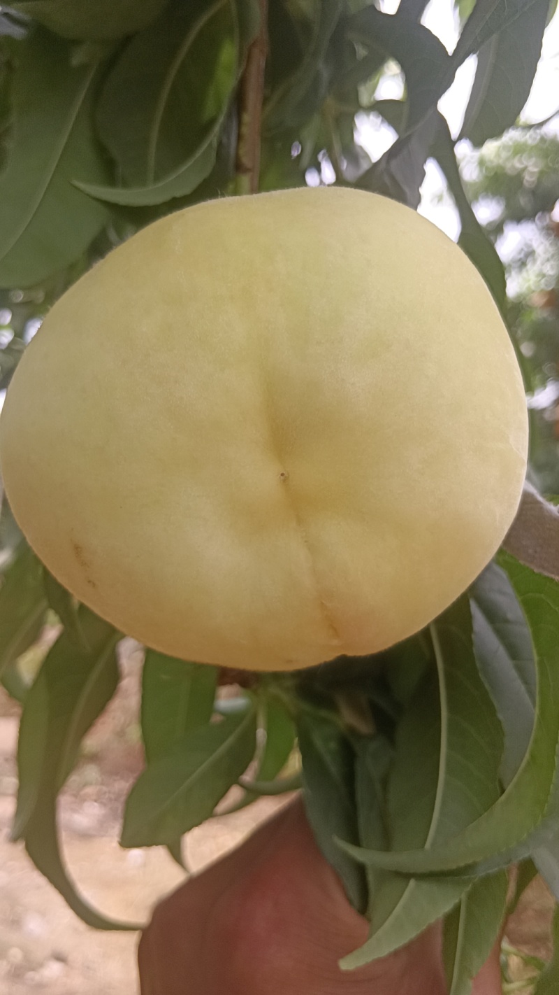 水蜜桃