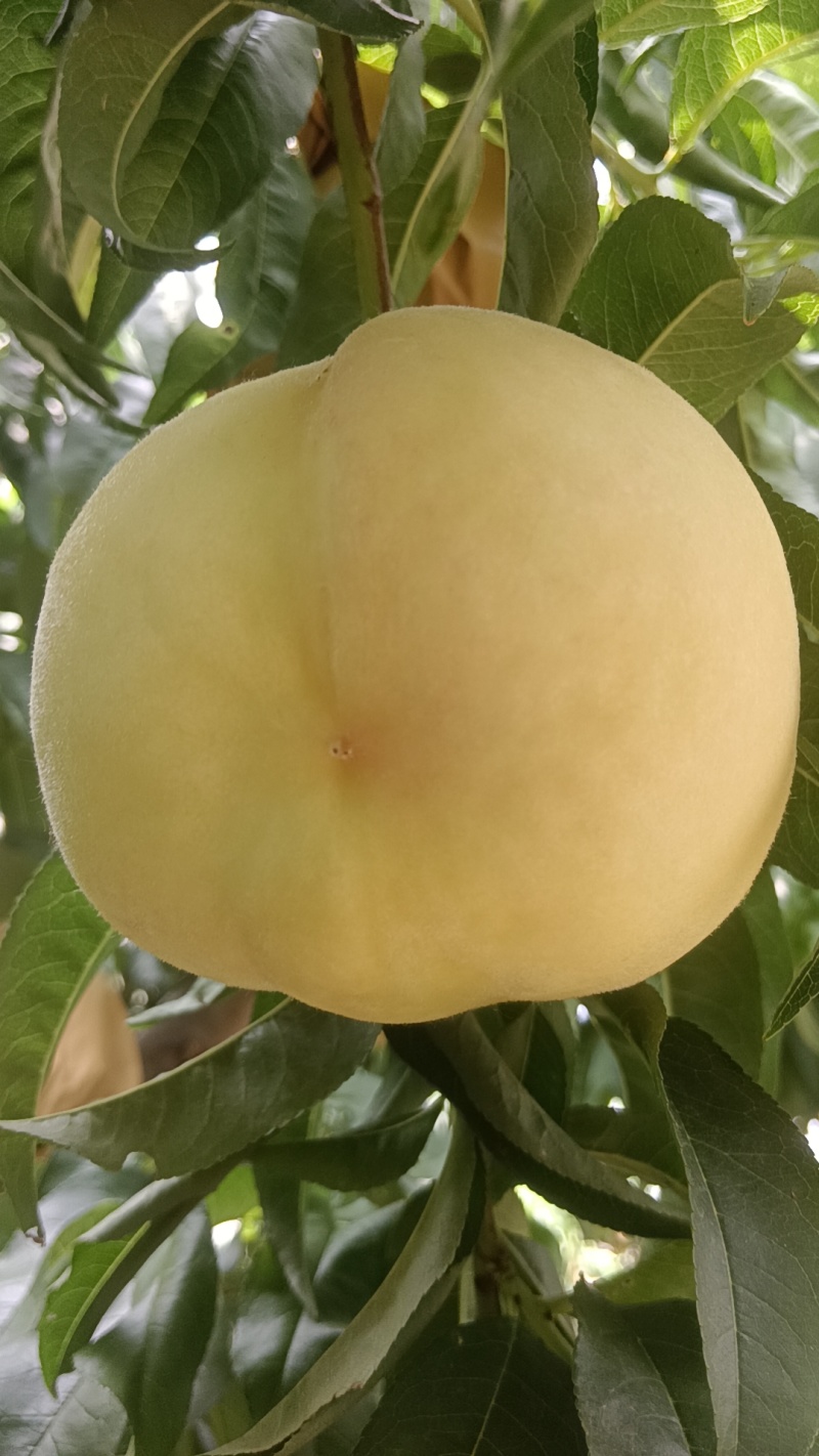 水蜜桃