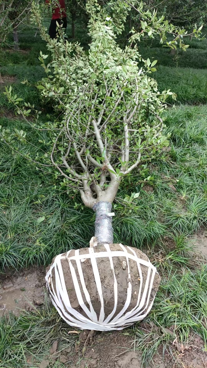 垂丝海棠D9cm、D10cm，基地有量，欢迎订购。