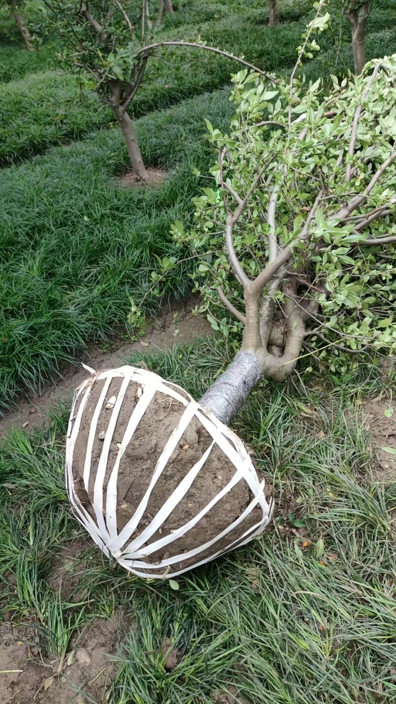 垂丝海棠D9cm、D10cm，基地有量，欢迎订购。