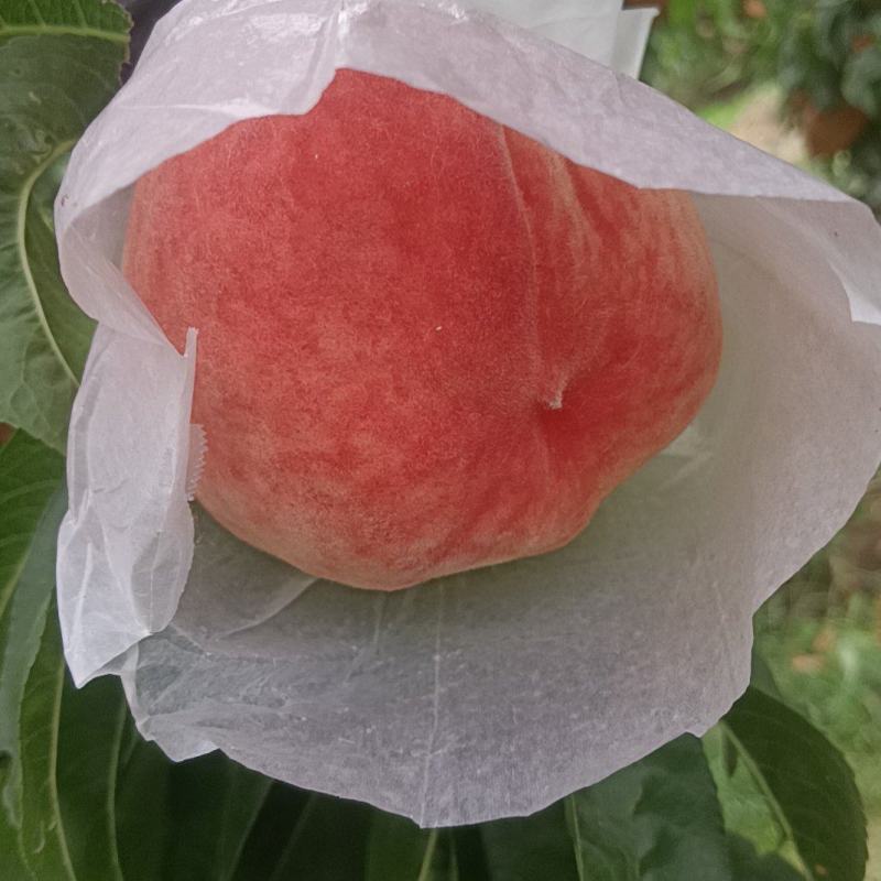 水蜜桃