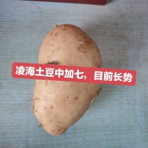 凌海土豆***********