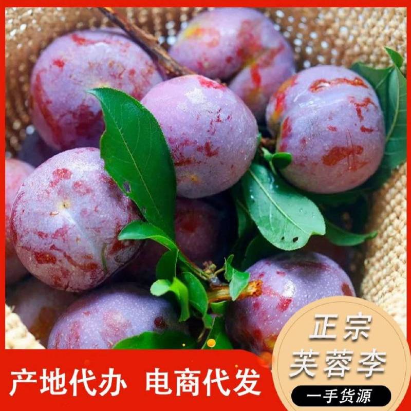 宁德古田芙蓉李，红心粉厚，个大多汁爽脆，今年盛产价格便宜