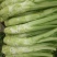 圆叶棒菜种子高产抗病优质大棒菜种籽四季蔬菜种籽农家菜园