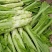 圆叶棒菜种子高产抗病优质大棒菜种籽四季蔬菜种籽农家菜园