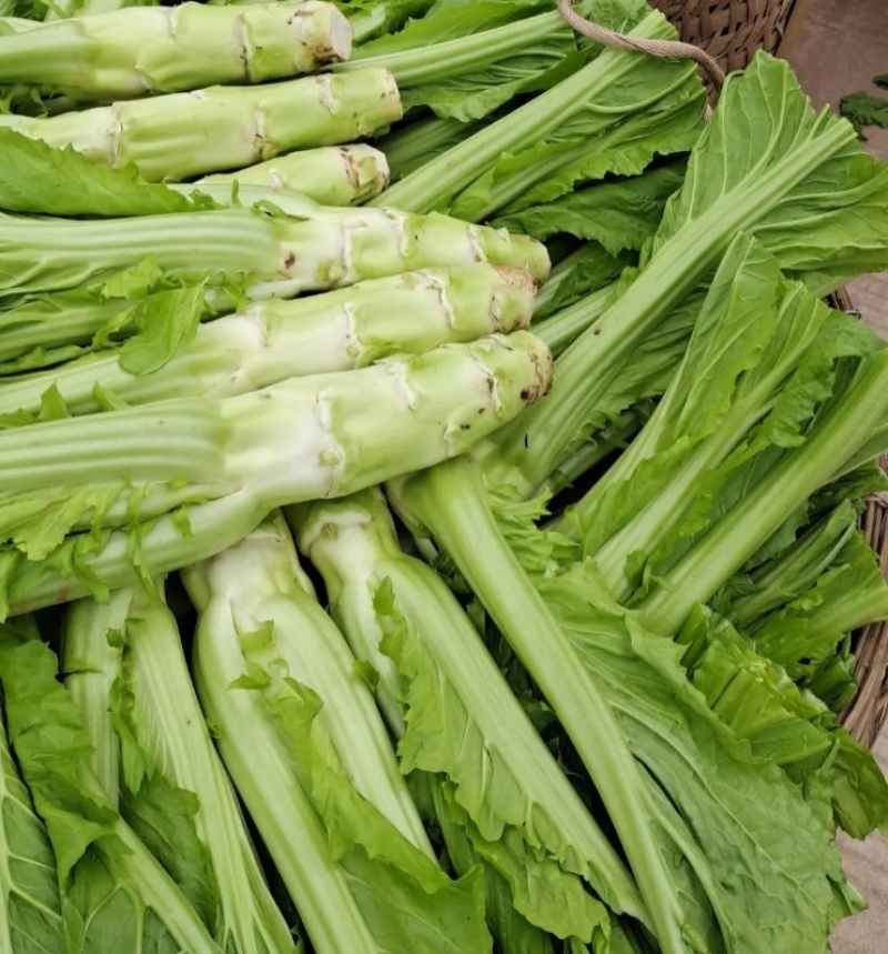 圆叶棒菜种子高产抗病优质大棒菜种籽四季蔬菜种籽农家菜园