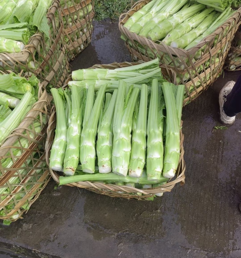 圆叶棒菜种子高产抗病优质大棒菜种籽四季蔬菜种籽农家菜园