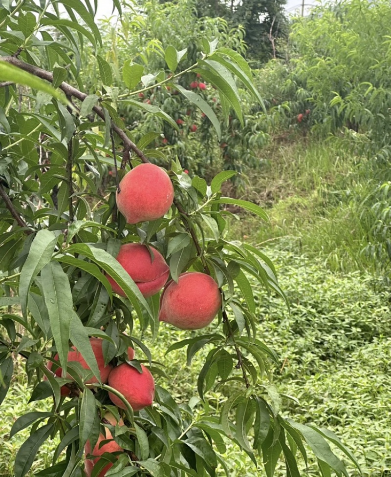 精品红不软桃子，河南安阳产地直发，新鲜采摘量大从优