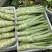 圆叶棒菜种子高产抗病优质大棒菜种籽四季蔬菜种籽农家菜园