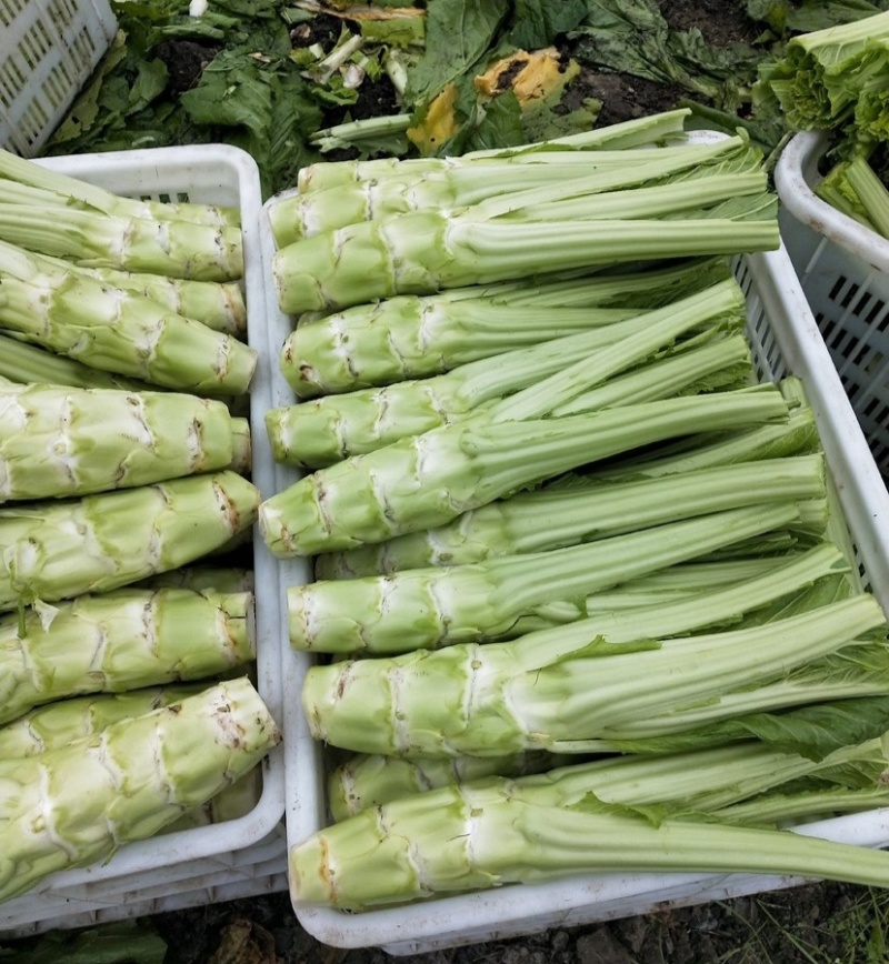 圆叶棒菜种子高产抗病优质大棒菜种籽四季蔬菜种籽农家菜园