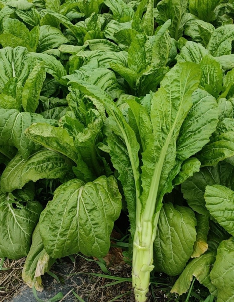 圆叶棒菜种子高产抗病优质大棒菜种籽四季蔬菜种籽农家菜园