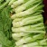 圆叶棒菜种子高产抗病优质大棒菜种籽四季蔬菜种籽农家菜园