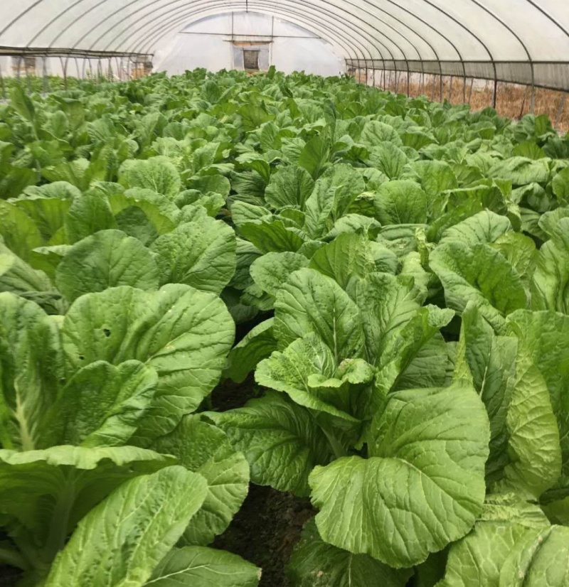 圆叶棒菜种子高产抗病优质大棒菜种籽四季蔬菜种籽农家菜园